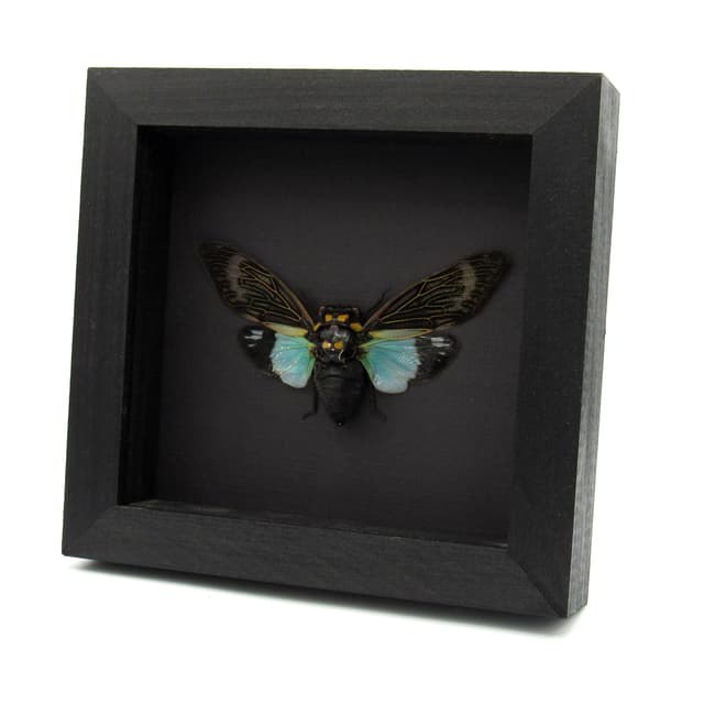 Real blue Giant Cicada framed taxidermy - Tosena splendida
