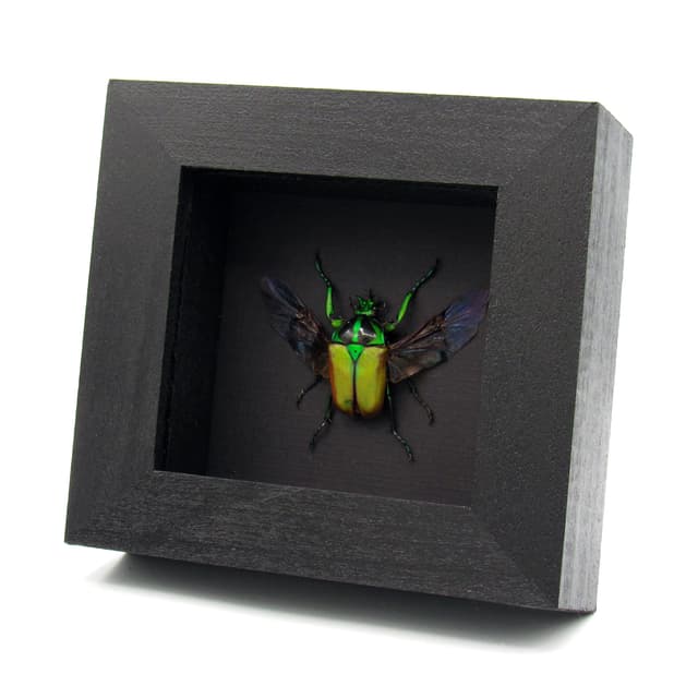Real green Scarab beetle framed taxidermy - Neptunides polychrous