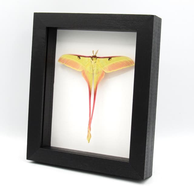 Rare pink Chinese Moon Moth framed taxidermy - Actias dubernardi - Victorian mount