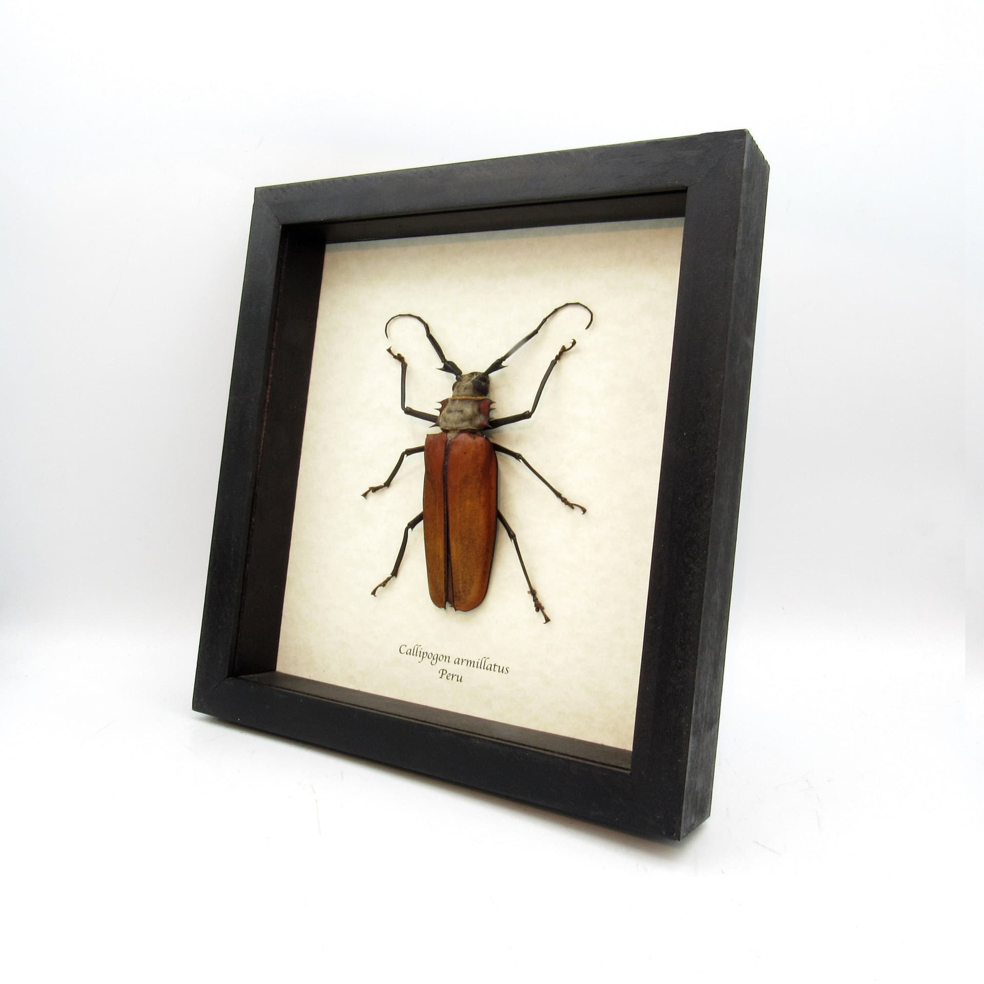 Real Giant Longhorn beetle framed taxidermy - Callipogon armillatus - female