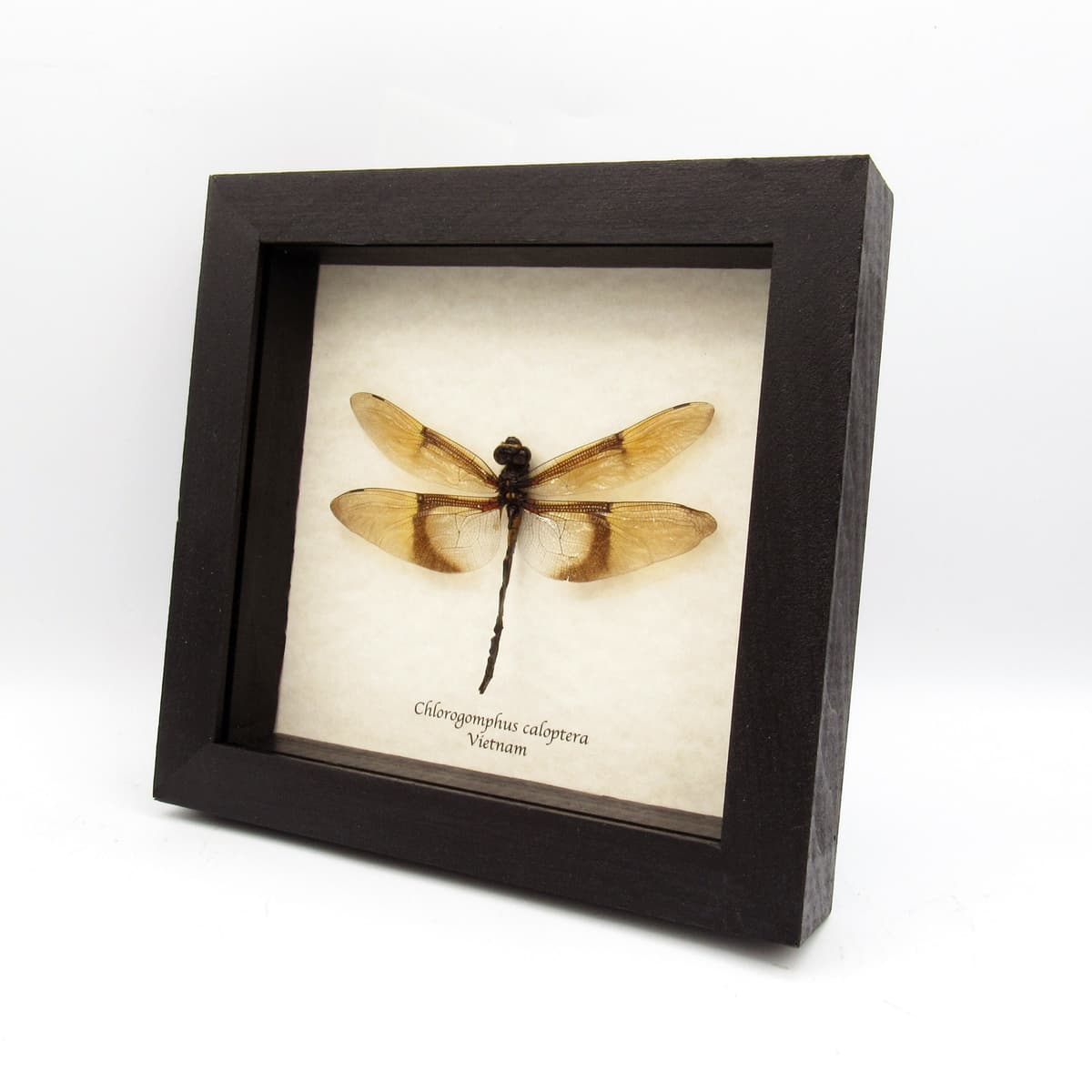 Rare Giant Golden Dragonfly framed taxidermy - Chlorogomphus caloptera - 4.7 inch wingspan