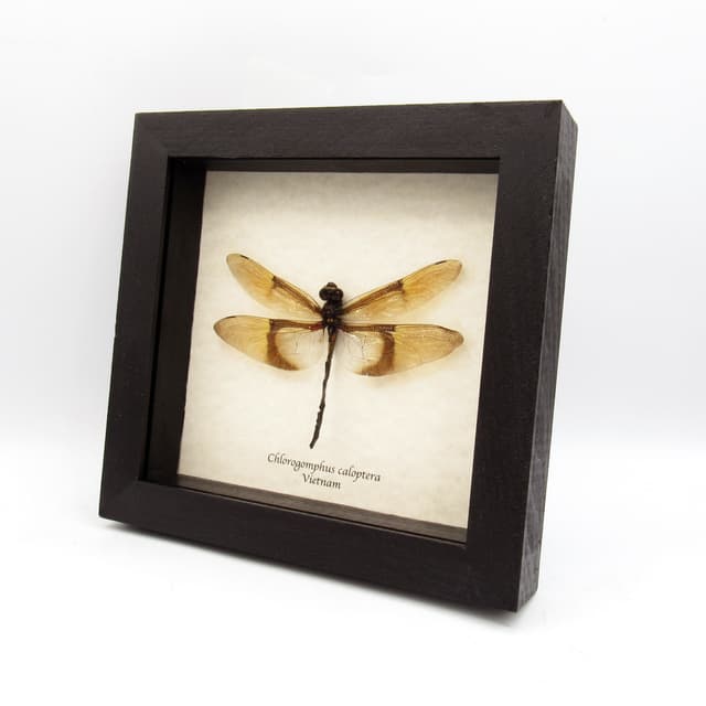 Rare Giant Golden Dragonfly framed taxidermy - Chlorogomphus caloptera - 4.7 inch wingspan