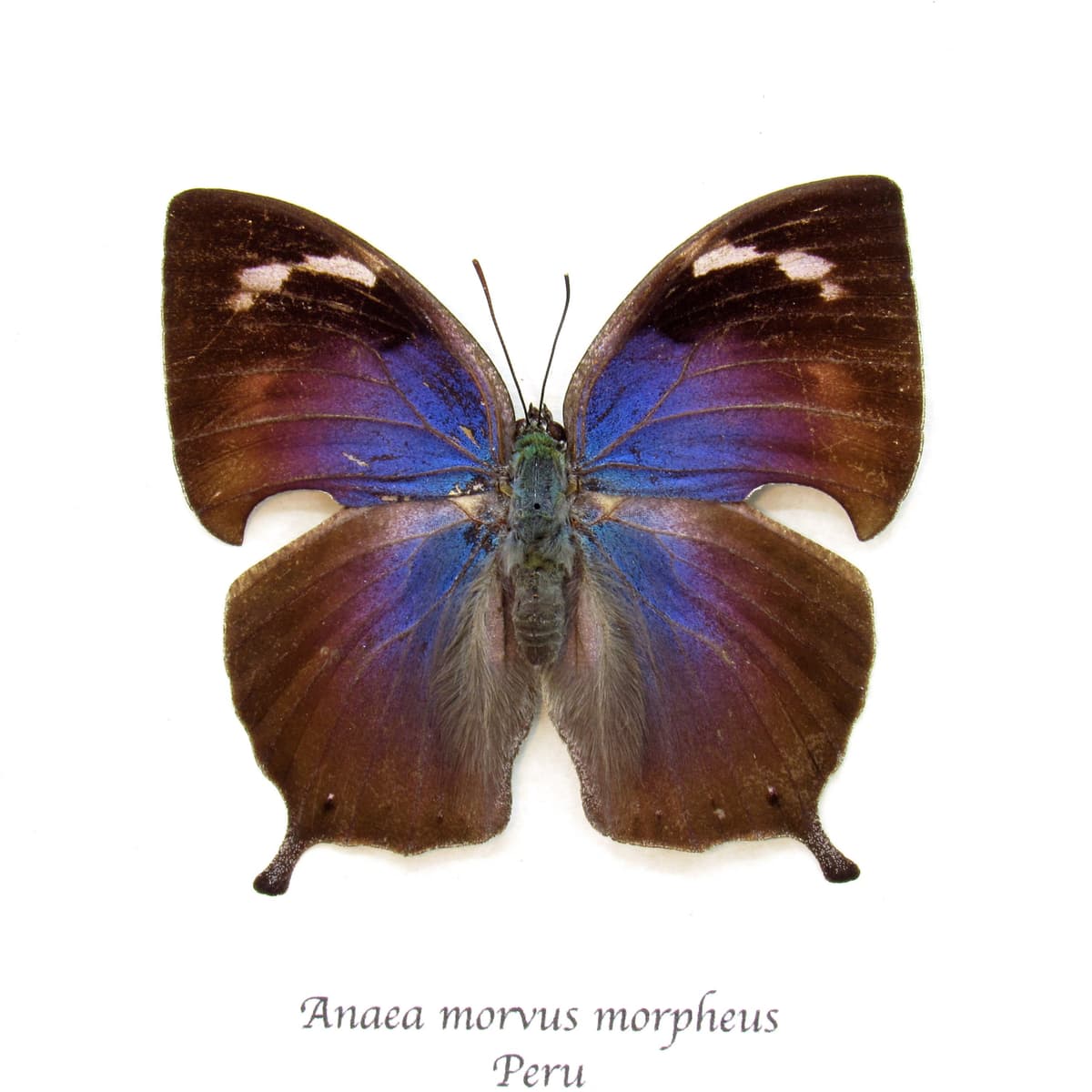Rare purple butterfly framed taxidermy - Anaea morvus morpheus - female