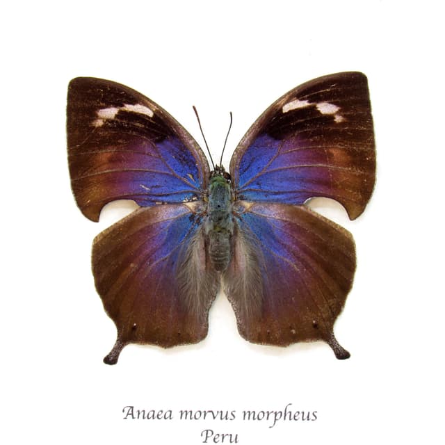 Rare purple butterfly framed taxidermy - Anaea morvus morpheus - female