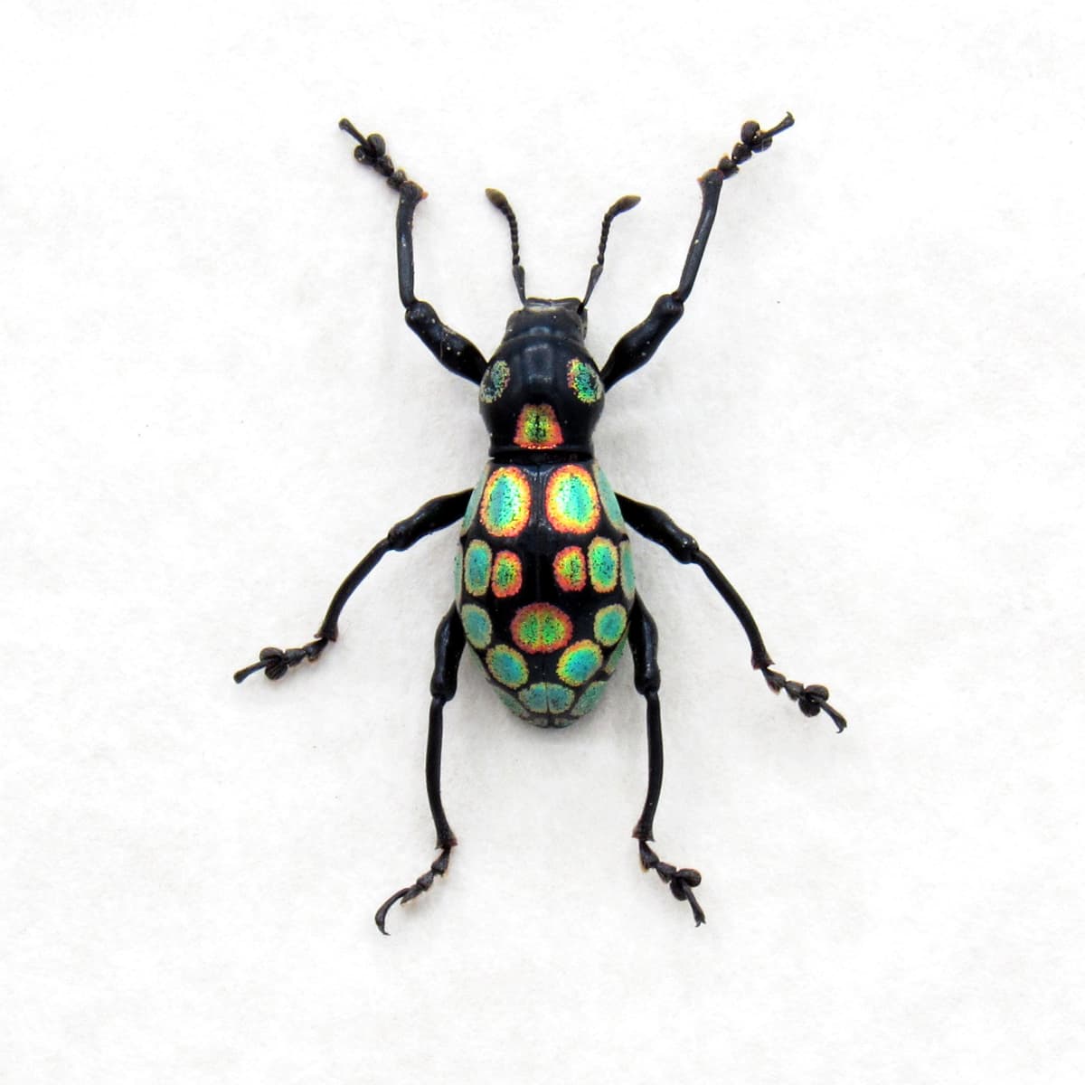 Real metalic weevil beetle framed specimen - Pachyrhynchus taylori