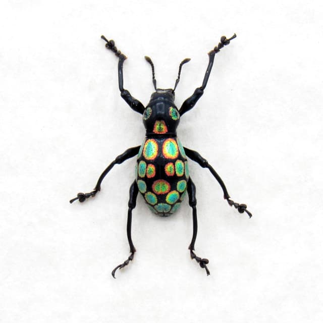 Real metalic weevil beetle framed specimen - Pachyrhynchus taylori