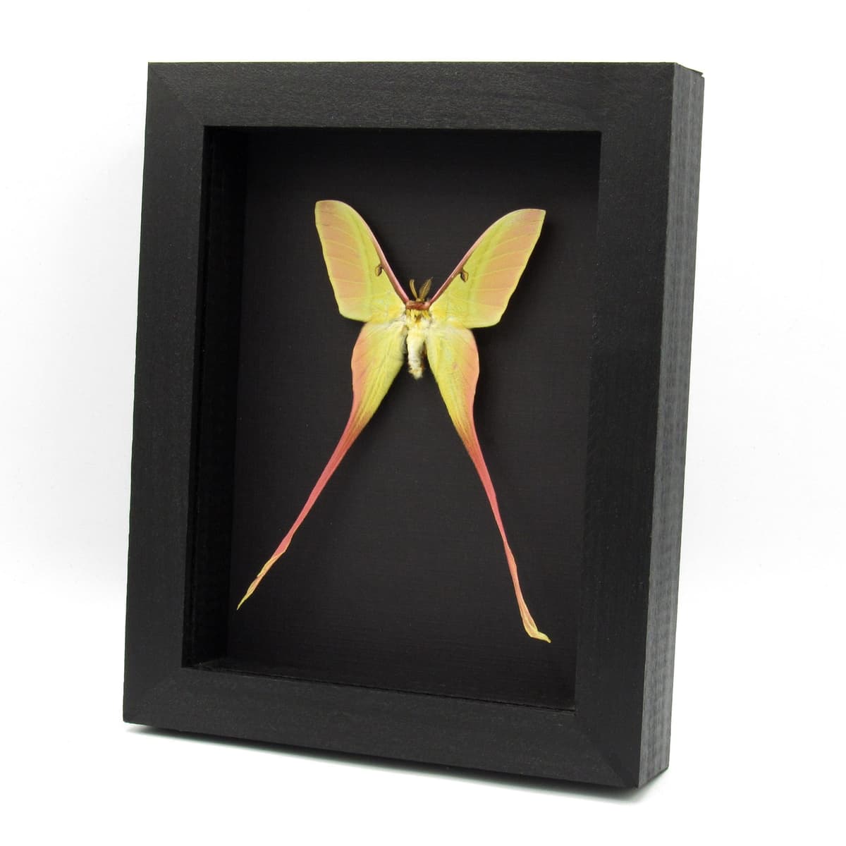 Rare pink Chinese Moon Moth framed taxidermy - Actias dubernardi