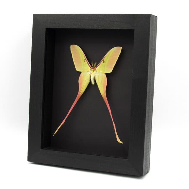Rare pink Chinese Moon Moth framed taxidermy - Actias dubernardi