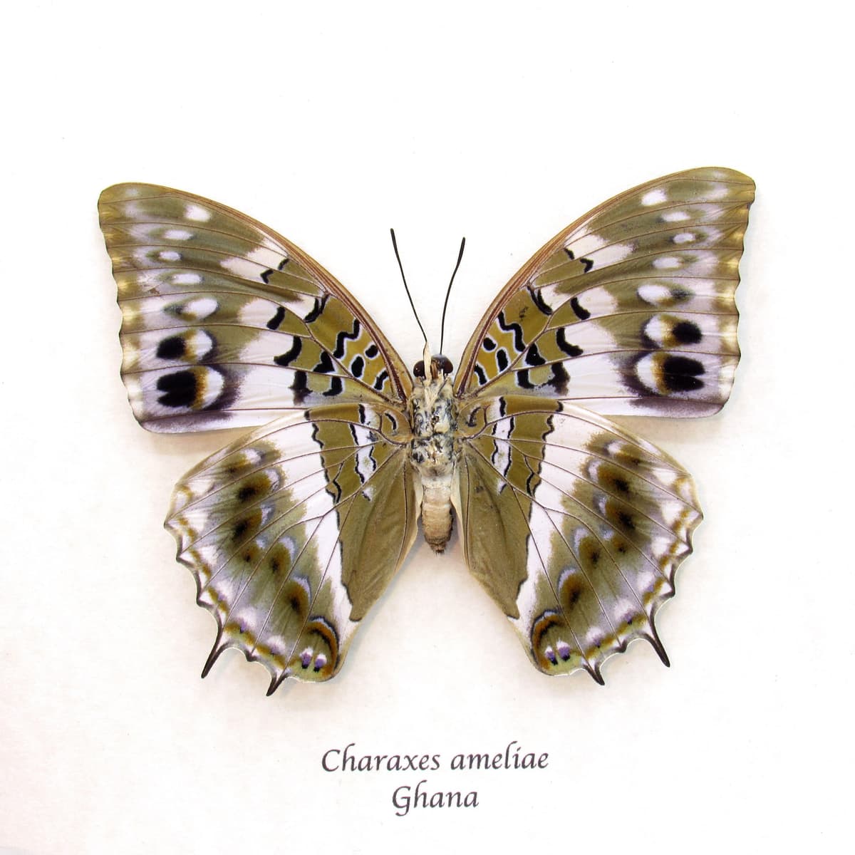 Real Blue Spotted Charaxes butterfly framed taxidermy - Charaxes ameliae - large female