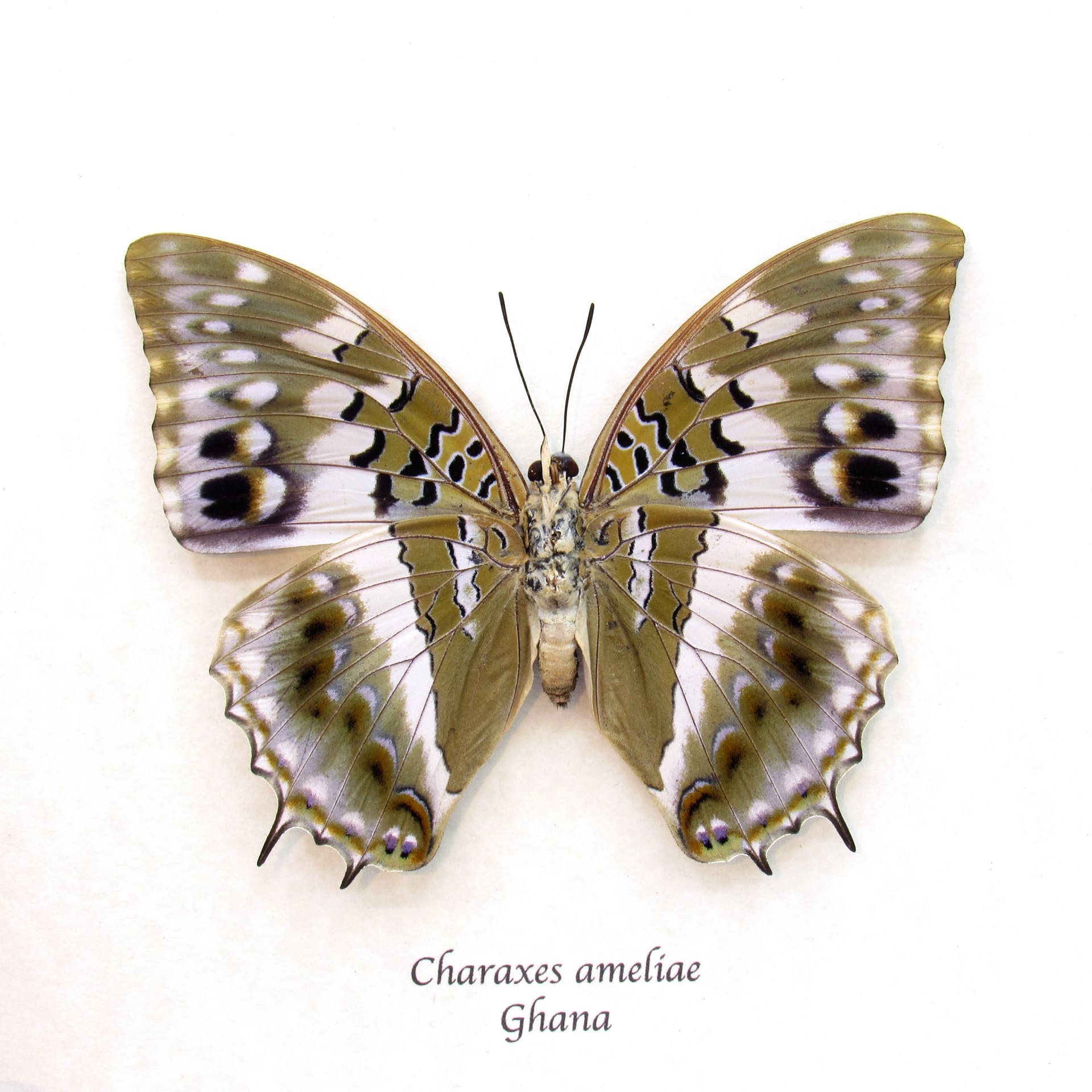 Real Blue Spotted Charaxes butterfly framed taxidermy - Charaxes ameliae - large female
