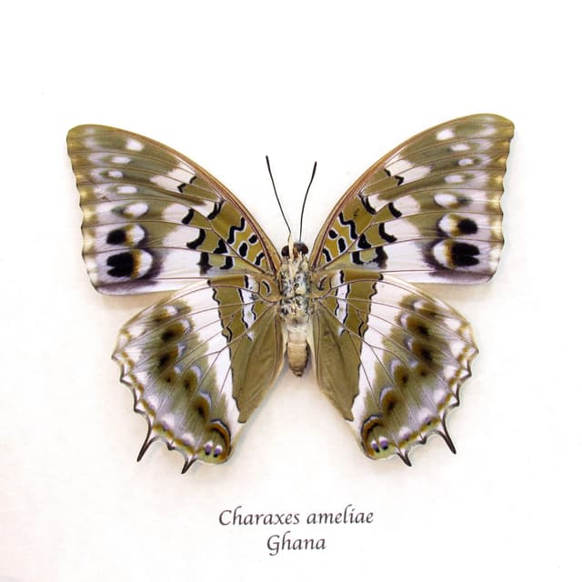 Real Blue Spotted Charaxes butterfly framed taxidermy - Charaxes ameliae - large female