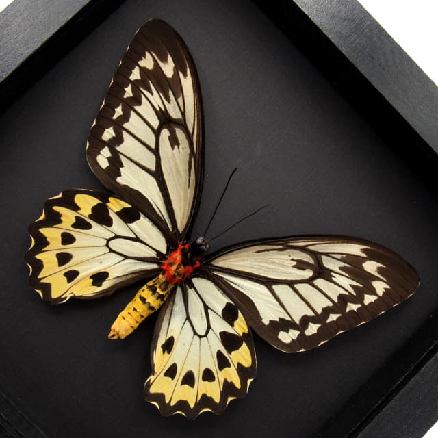 Real XL butterfly framed taxidermy - Ornithoptera croesus lydius - female