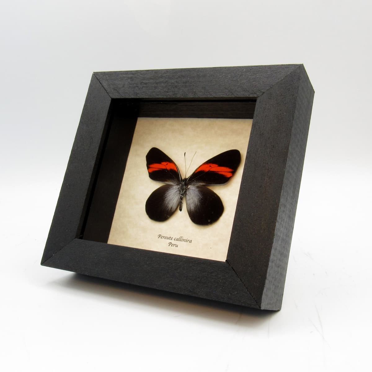 Real Red butterfly framed taxidermy -  Pereute callinira