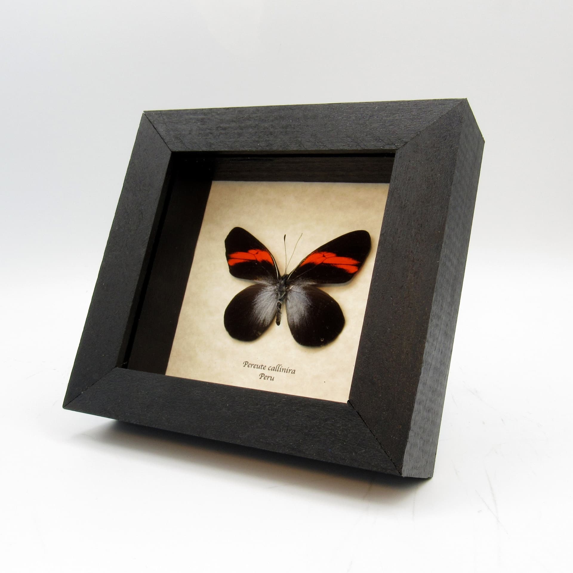 Real Red butterfly framed taxidermy -  Pereute callinira