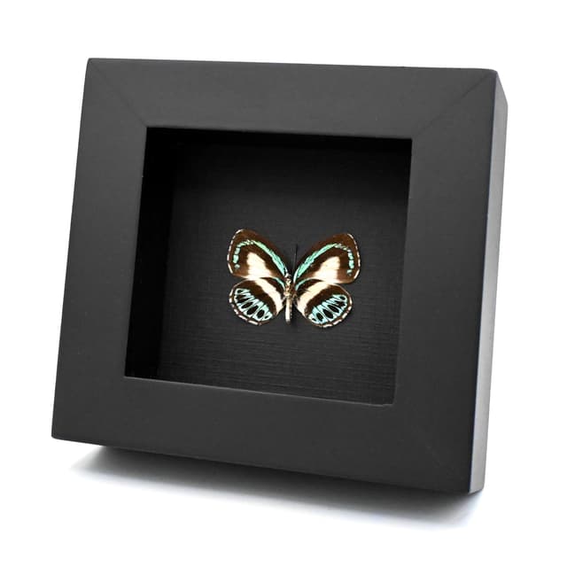 Real blue butterfly framed taxidermy - Danis danis hermes - female