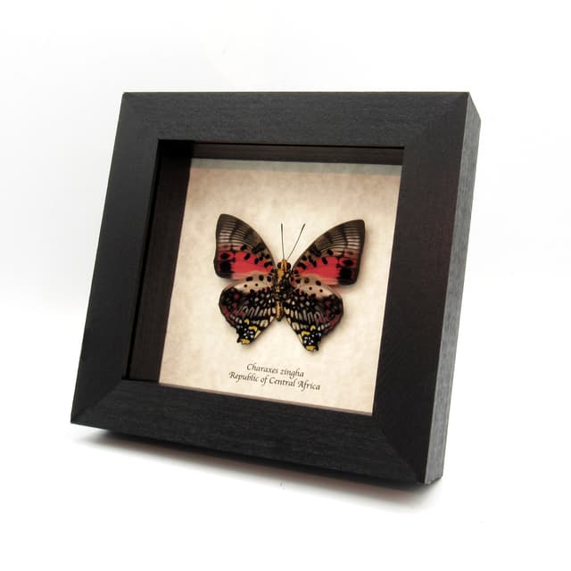 Real framed butterfly taxidermy - Charaxes zingha