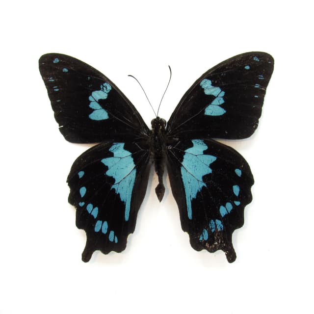 Real blue Teardrop Swallowtail butterfly framed taxidermy - Papilio epiphorbas