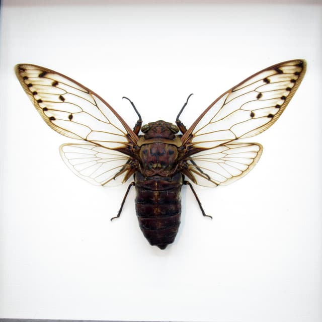 Real Giant Cicada framed taxidermy - Megapomponia merula