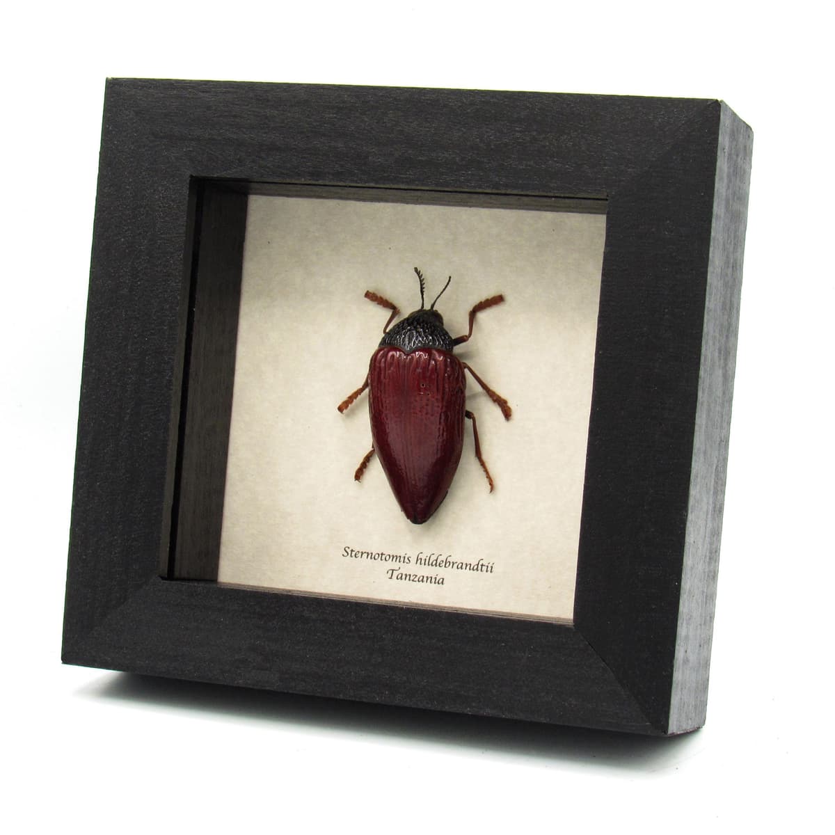Real giant Jewel beetle framed taxidermy - Sternocera hildebrandti - large female