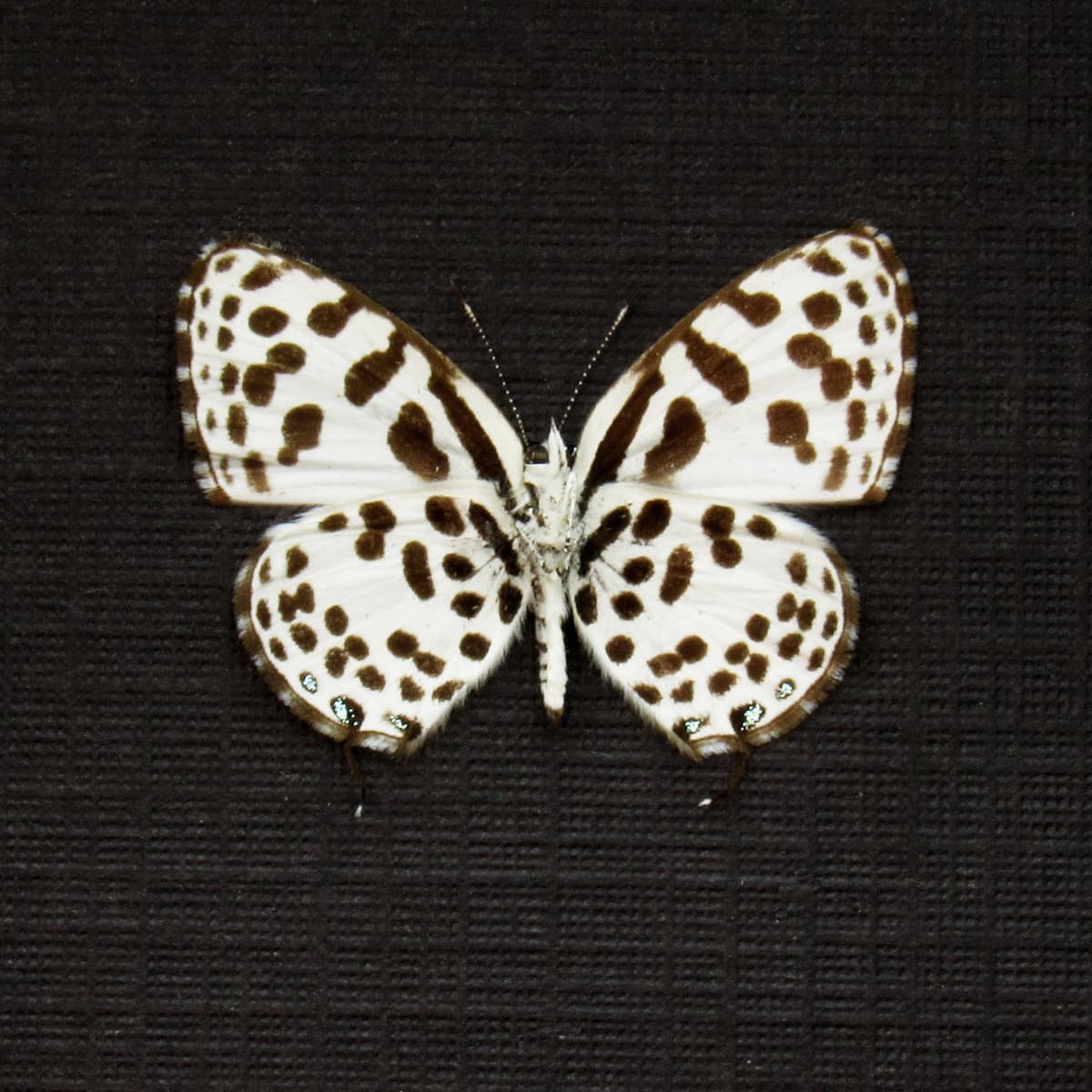 Very tiny real spotted Lycaenid butterfly framed taxidermy - Tarucas waterstradti
