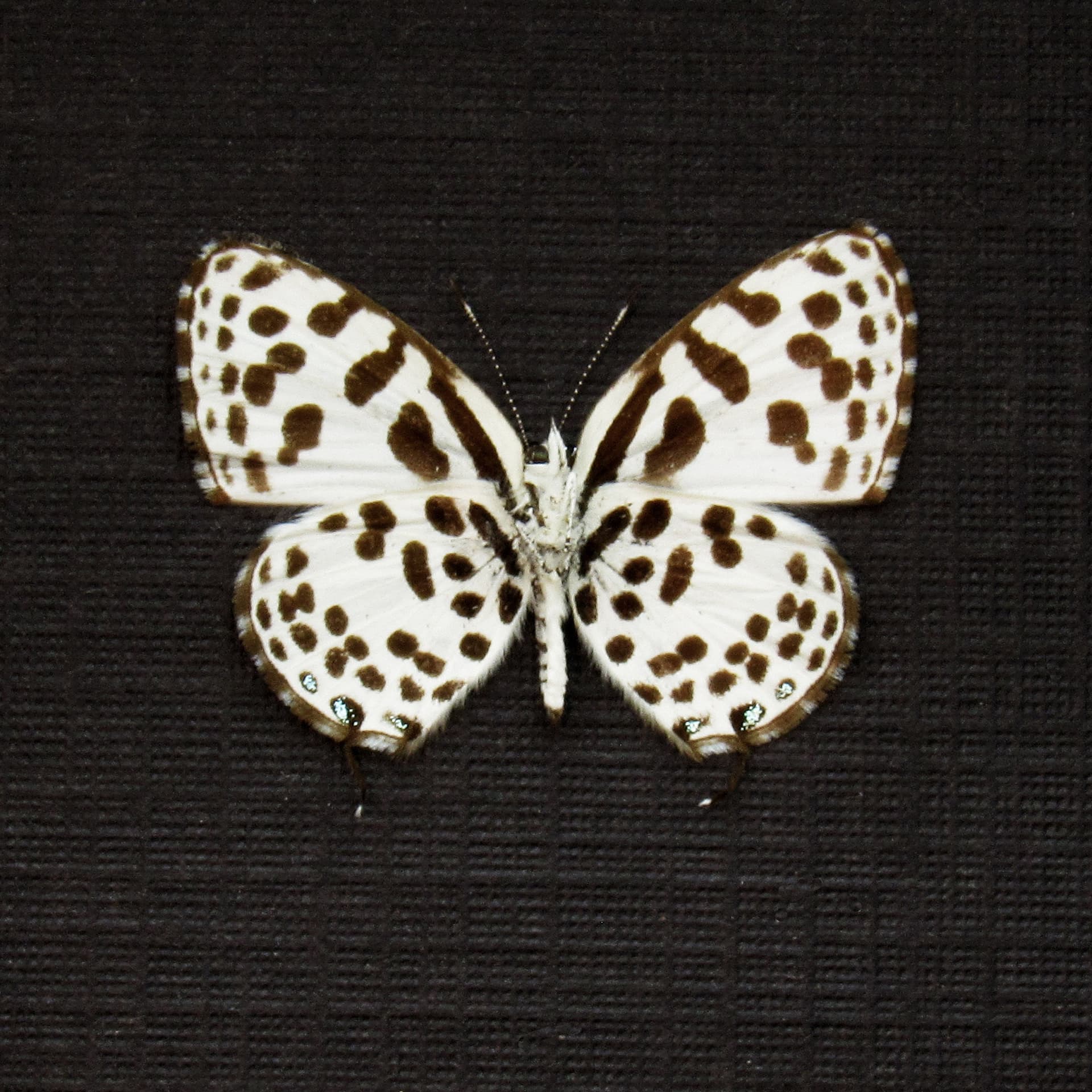 Very tiny real spotted Lycaenid butterfly framed taxidermy - Tarucas waterstradti