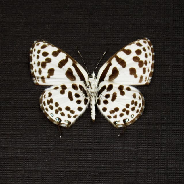 Very tiny real spotted Lycaenid butterfly framed taxidermy - Tarucas waterstradti