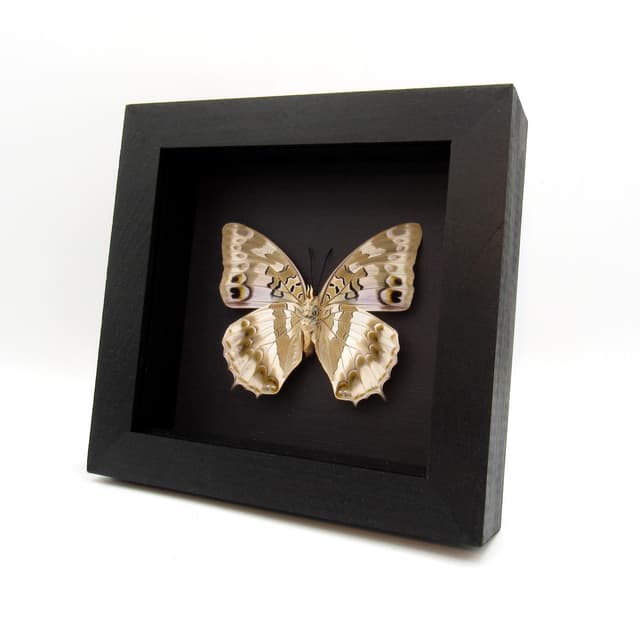 Large Blue Spotted Charaxes butterfly framed taxidermy - Charaxes ameliae victoriae - female