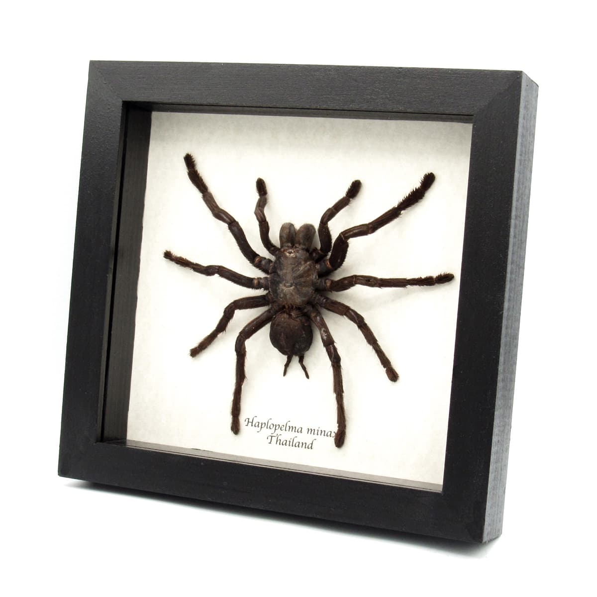 Real Zebra Leg Tarantula framed taxidermy - Haplopelma minax - XL