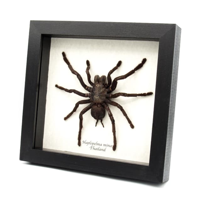 Real Zebra Leg Tarantula framed taxidermy - Haplopelma minax - XL