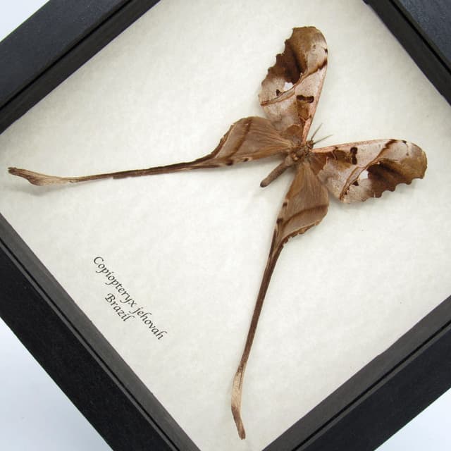 Rare Saturn moth framed taxidermy - Copiopteryx jehova