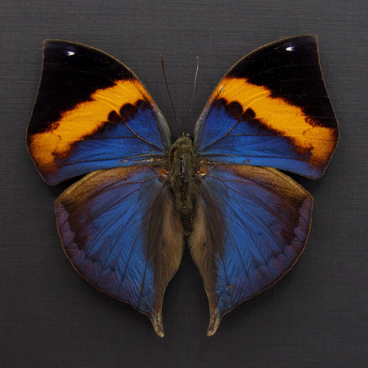 Rare Blue Indian Leafwing butterfly taxidermy - Kallima paralekta