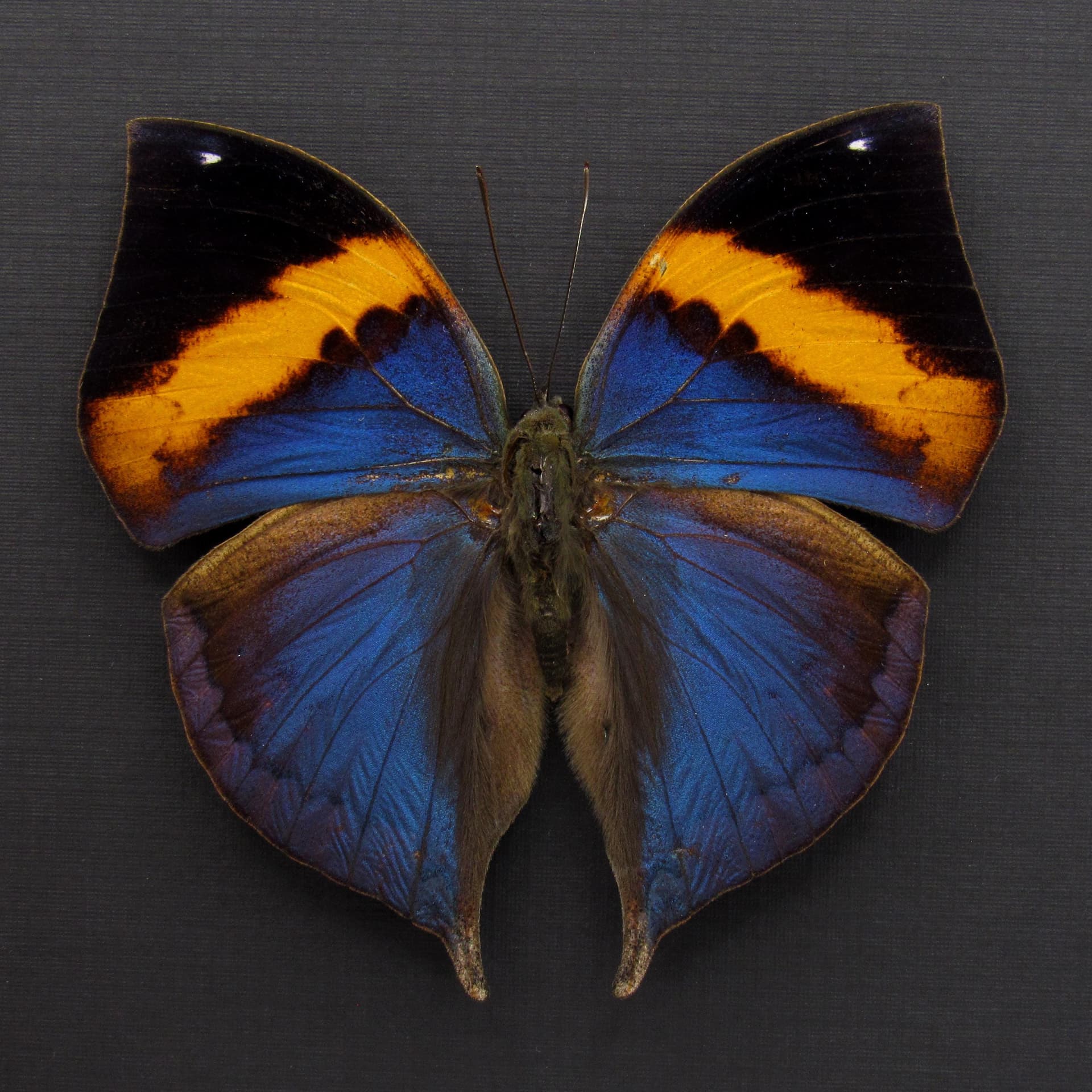 Rare Blue Indian Leafwing butterfly taxidermy - Kallima paralekta