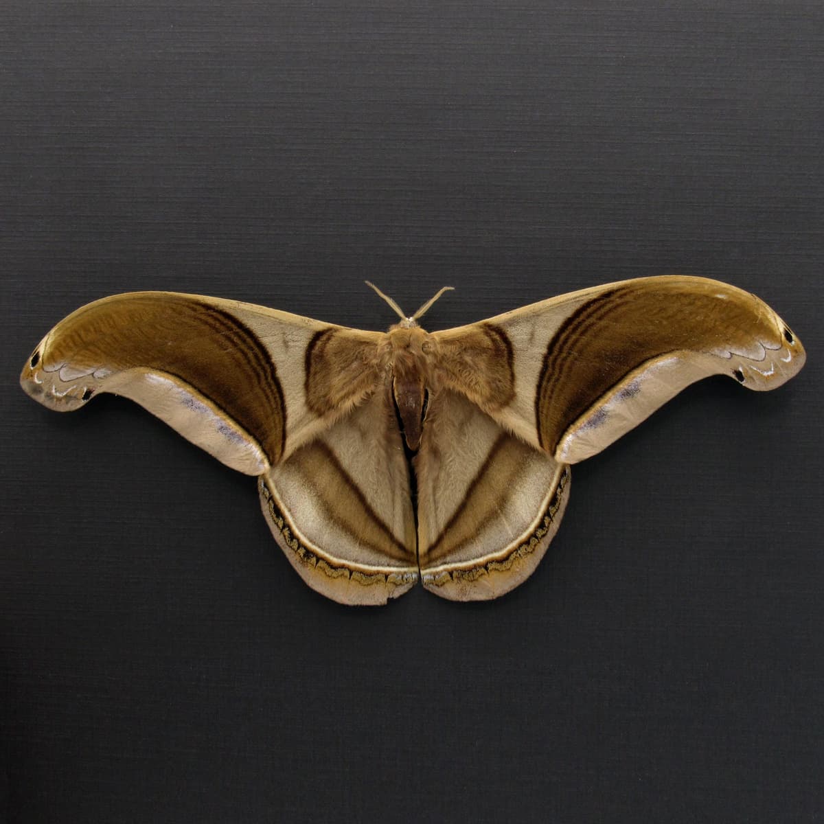 GIANT real Saturn moth framed taxidermy - Rhescyntis pseudomartii - Victorian mount