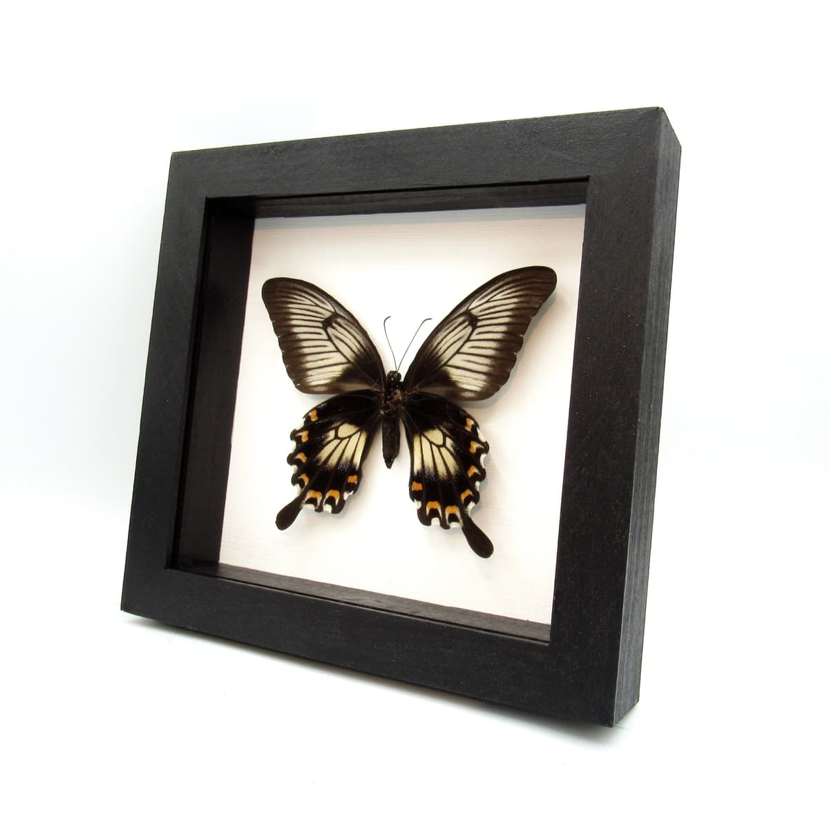 Real giant swallowtail butterfly framed taxidermy - Papilio ascalaphus - large female