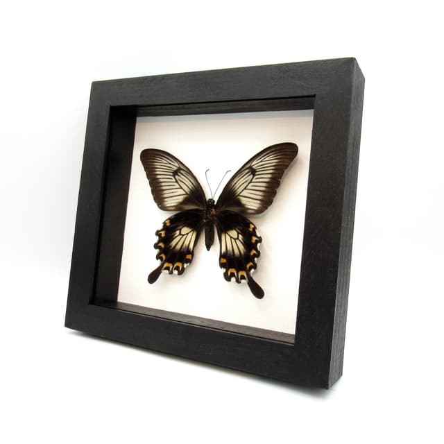 Real giant swallowtail butterfly framed taxidermy - Papilio ascalaphus - large female