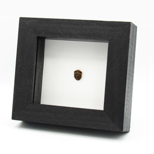 Rare Picasso bug framed taxidermy - Sphaerocoris annulus