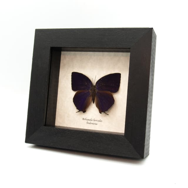 Real purple metallic butterfly framed taxidermy - Arhopala hercules - minor damage