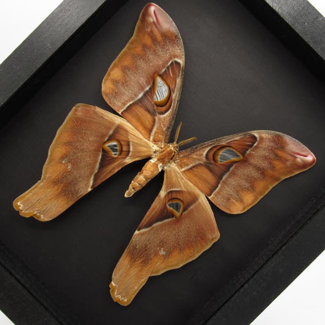 Rare Giant Hercules Atlas moth framed taxidermy - Coscinocera hercules - female - minor repair