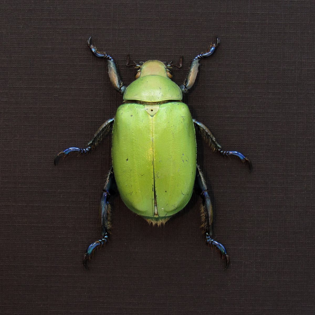 Real green Scarab beetle framed taxidermy - Chrysina erubescens - large female