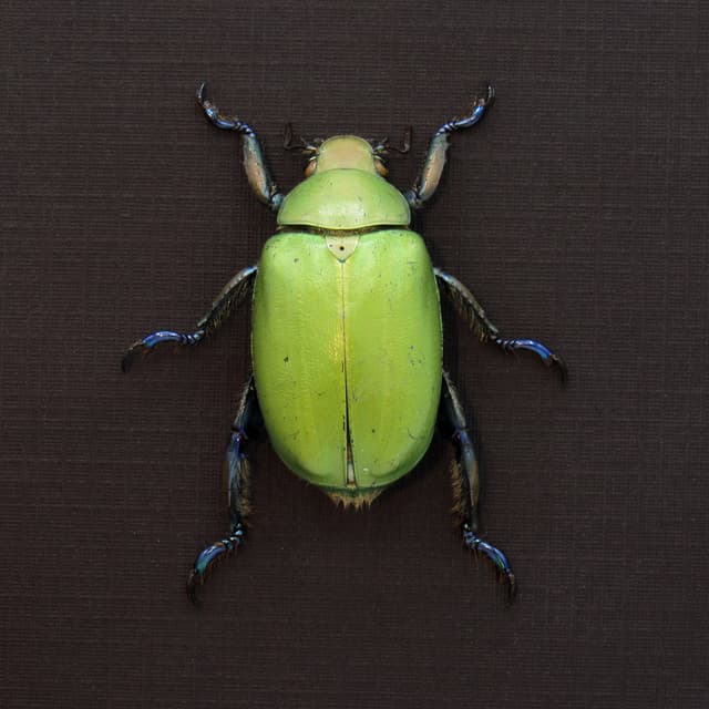 Real green Scarab beetle framed taxidermy - Chrysina erubescens - large female