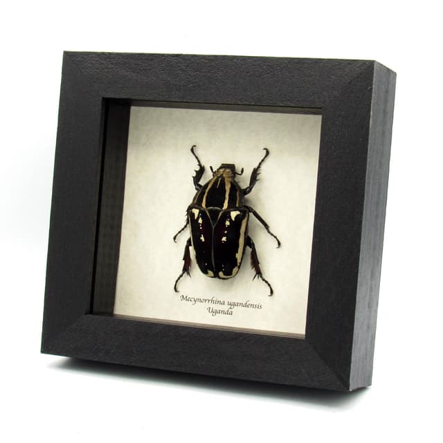 Rare deep purple Scarab beetle framed taxidermy - Mecynorrhina ugandensis - large female