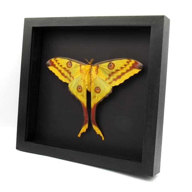 Real GIANT Comet moth framed taxidermy - Argema mittrei - female - Victorian mount