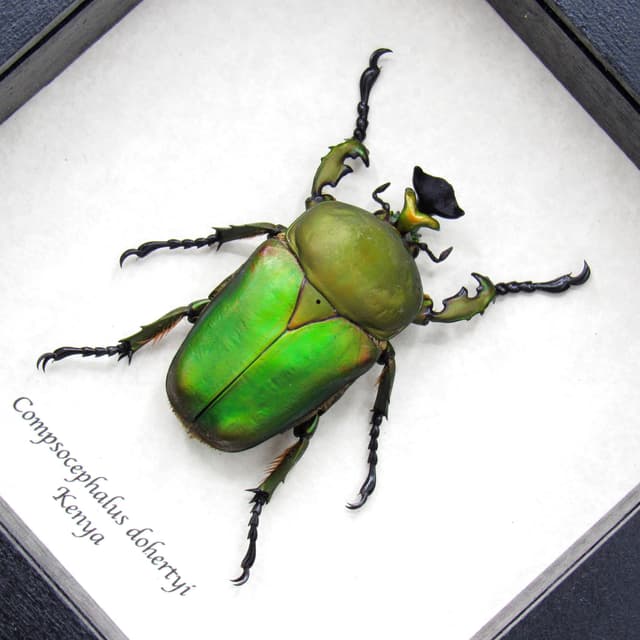 Large green African Scarab beetle framed taxidermy - Compsocephalus dohertyi