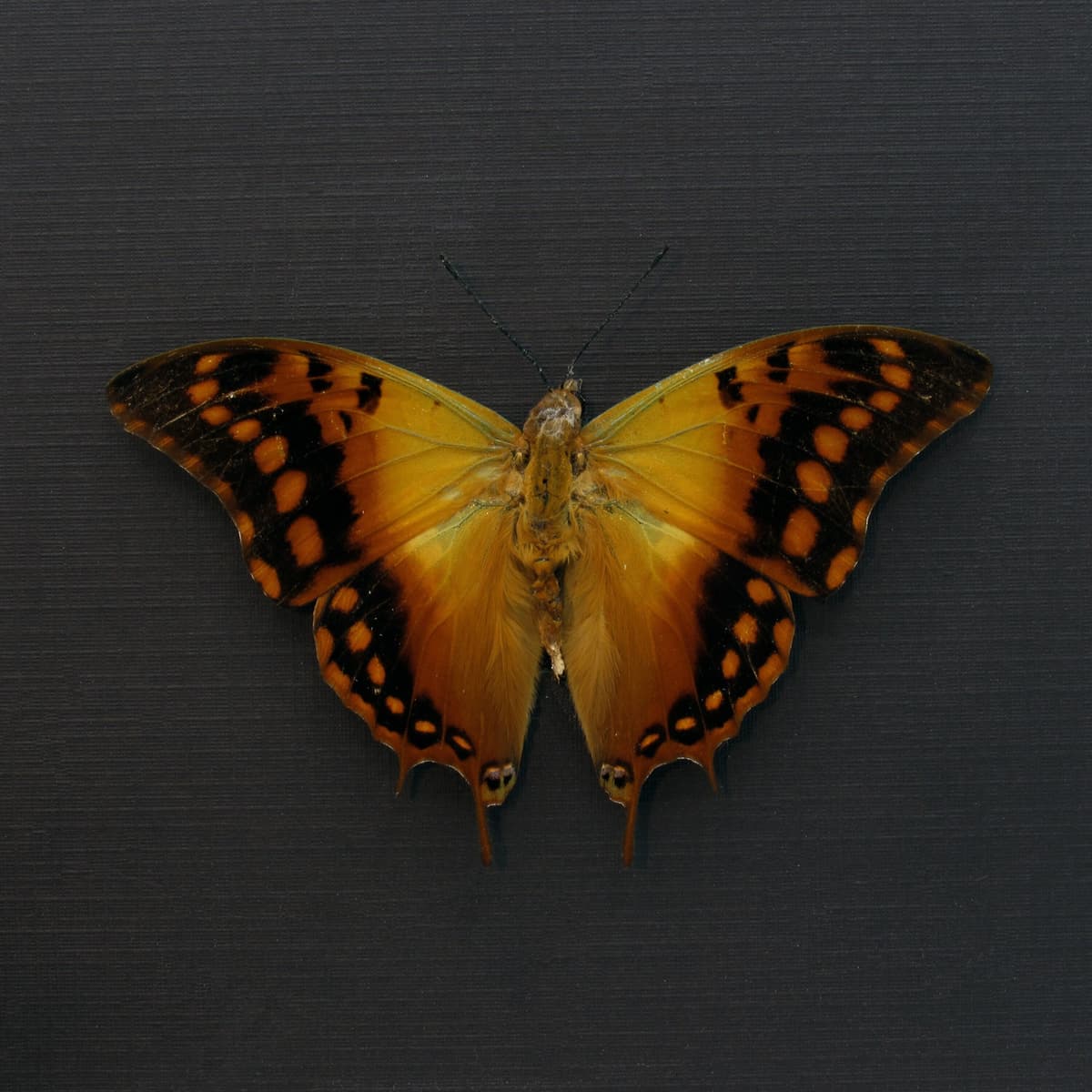 Real Green Veined Emperor Charaxes butterfly framed taxidermy - Charaxes candiope - Victorian mount