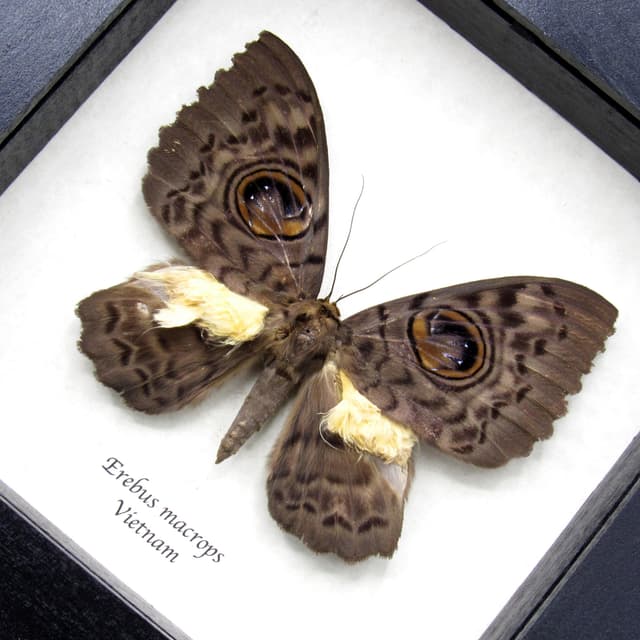Very strange real furry moth framed taxidermy - Erebus macrops - big eyes!