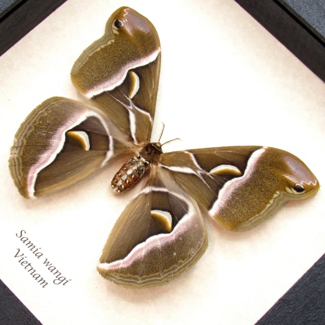 Real Lessor Atlas moth framed taxidermy - Samia wangi - large female