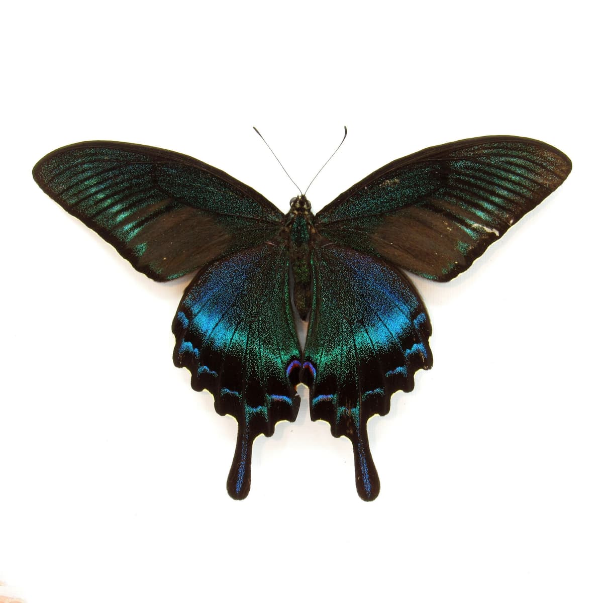 Real large Alpine Black Swallowtail framed taxidermy - Papilio maackii - Victorian mount