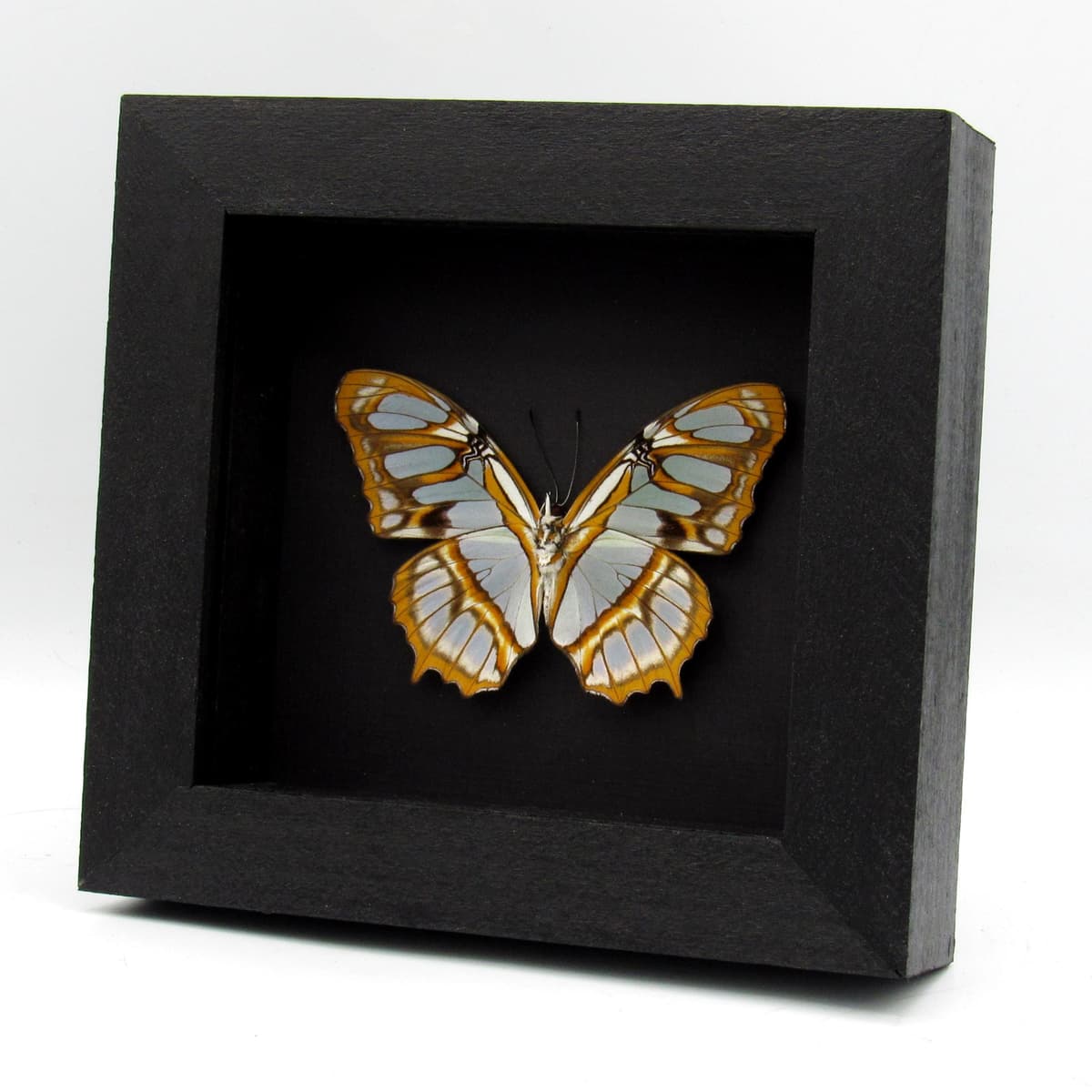 Real Malachite Glider butterfly framed taxidermy - Victorina stelenes
