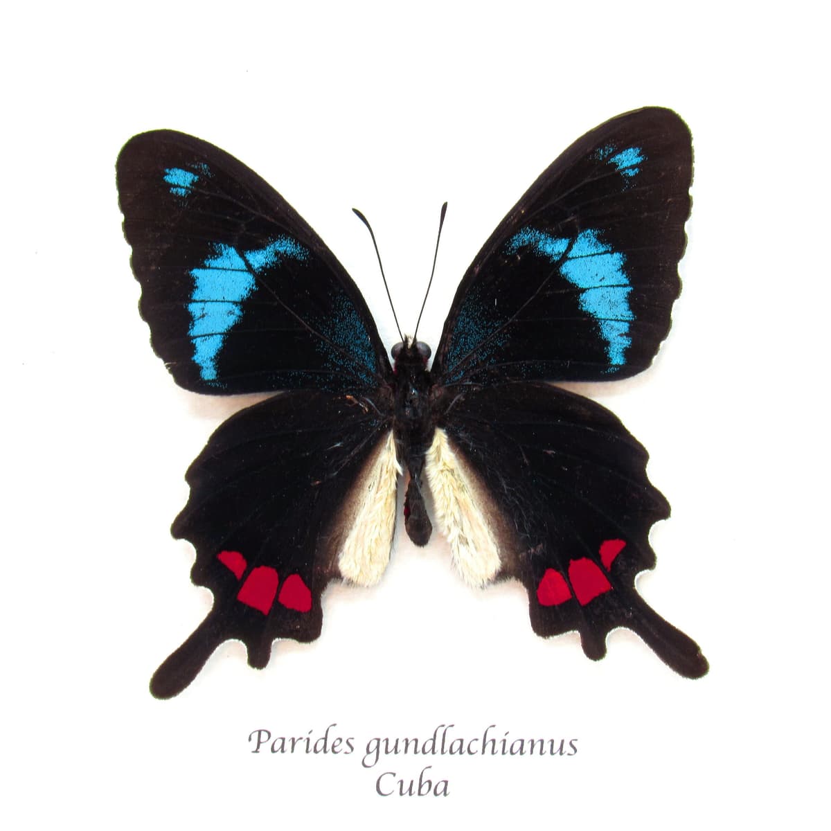 Very rare real blue Cattleheart butterfly framed taxidermy - Parides gundlachianus - large female