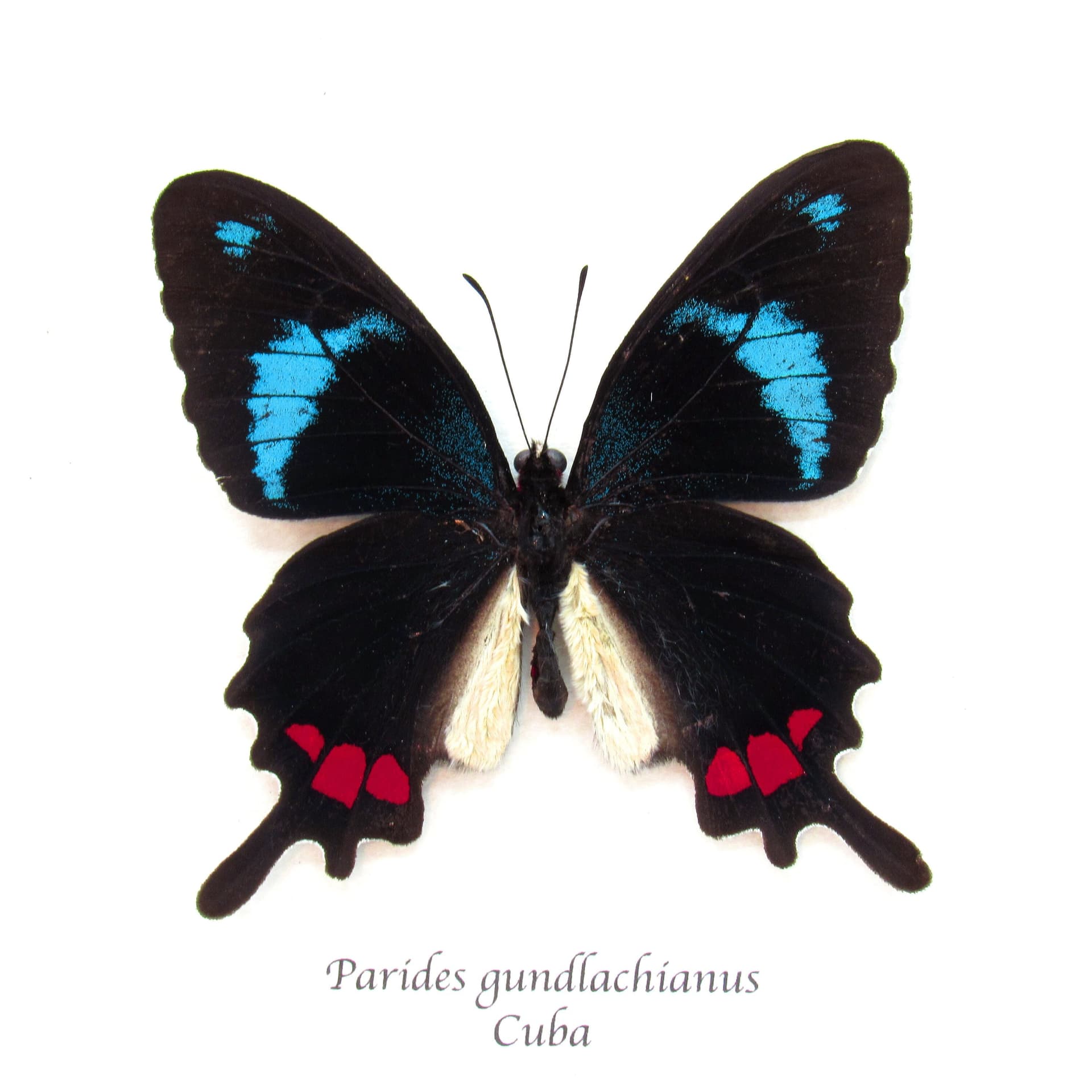 Very rare real blue Cattleheart butterfly framed taxidermy - Parides gundlachianus - large female